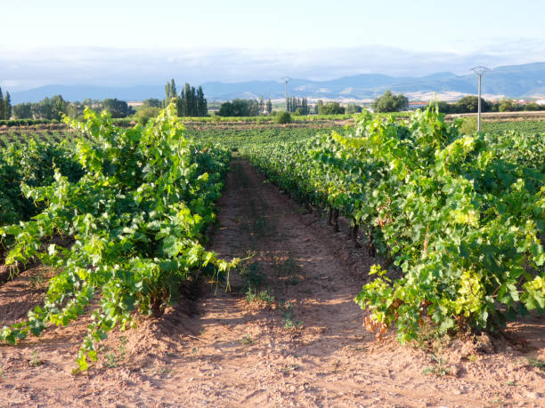istock Green vineyards before the harvest 1172163700