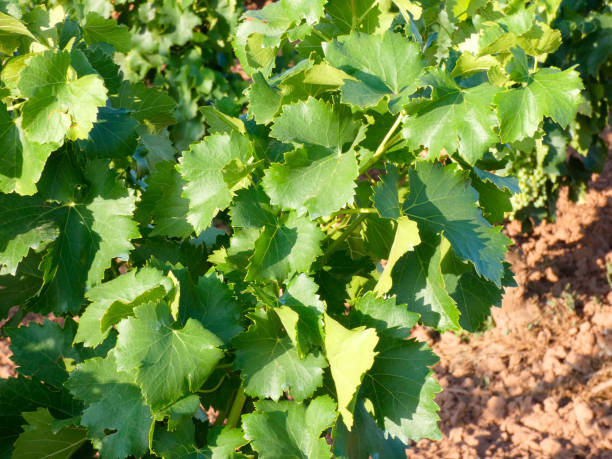 istock Green vineyards before the harvest 1172163755