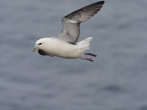 istock Fulmar, Fulmarus glacialis 1172164535
