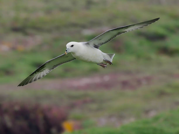Fulmar, Fulmarus glacialis Fulmar, Fulmarus glacialis, single bird in flight,  Skokholm, Wales, August 2019 fulmar stock pictures, royalty-free photos & images