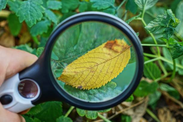 istock one black magnifier increases the fallen yellow leaf 1172165224