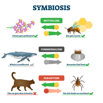 Symbiosis vector illustration. Labeled living together explanation educational scheme. Mutualism, commensalism and parasitism differences description as natural biology interaction process diagram.