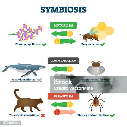 478 Commensalism Stock Photos, Pictures & Royalty-Free Images - iStock |  Mutualism, Predation, Parasitism