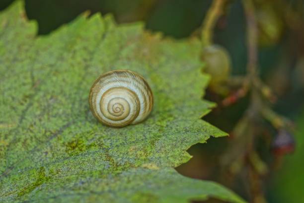 istock one gray snail sits on a green leaf 1172166026