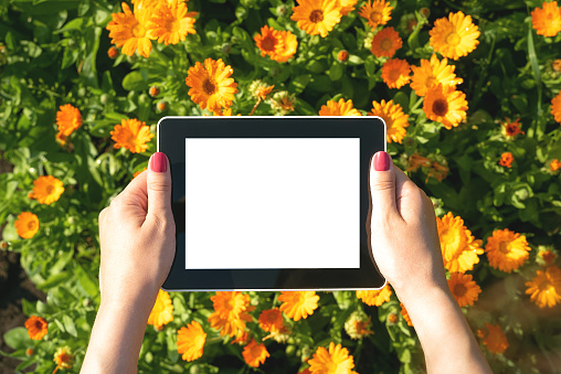 Woman is holding a digital tablet in hands above blooming flowers.