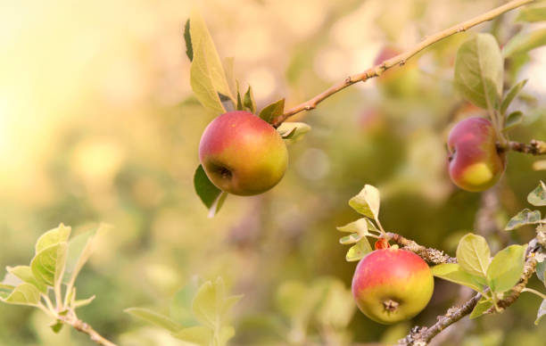 istock beautiful red apples in the tree under sunny background 1172167617