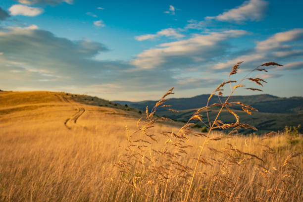 istock Summer in the Carpathians 1172169400