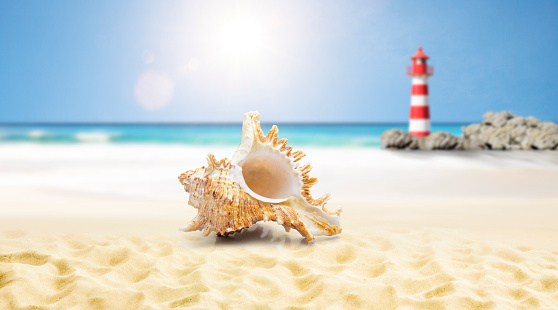 Seashell on the beach with lighthouse