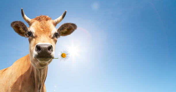 Cow with flower in the mouth