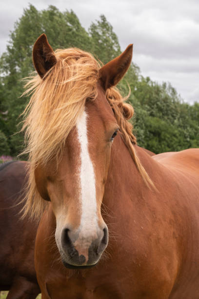 istock horses walk on the field 1172172366