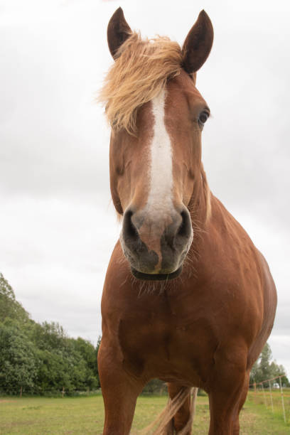 istock horses walk on the field 1172172372