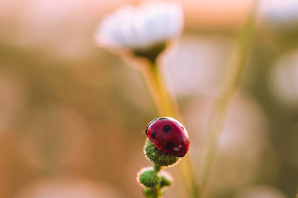 istock Ladybug on unopened Daisy flower at dawn with dew 1172172997