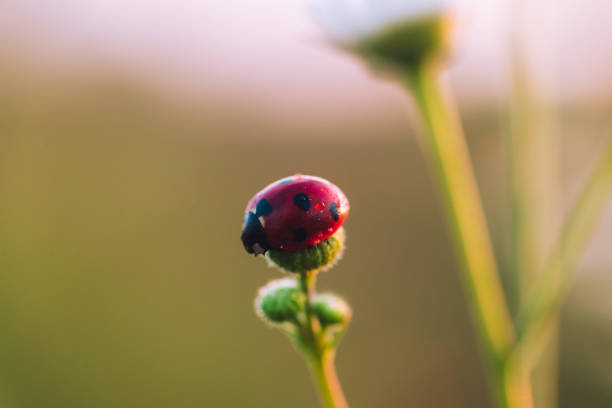 istock Ladybug on unopened Daisy flower at dawn with dew 1172173042