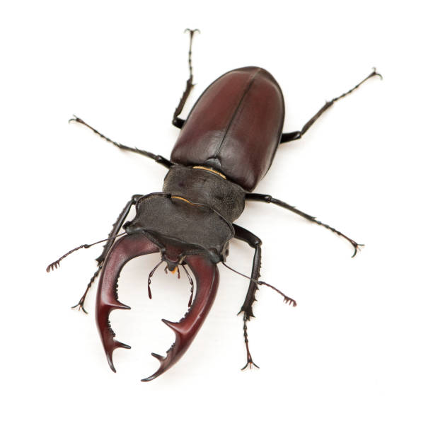 istock Male stag beetle isolated on white background. 1172174590