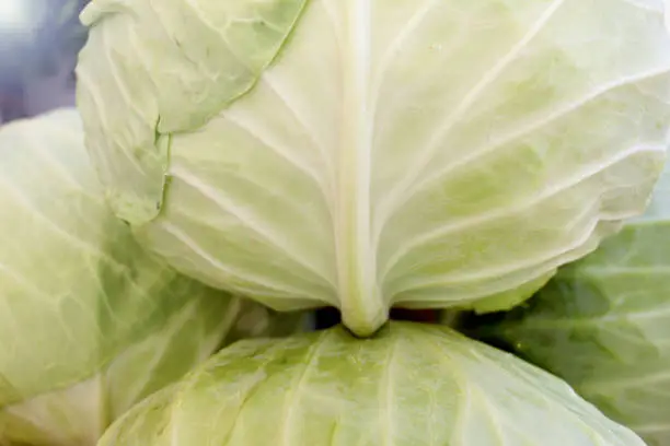 Cabbage or kale. Fresh organic vegetables pattern.