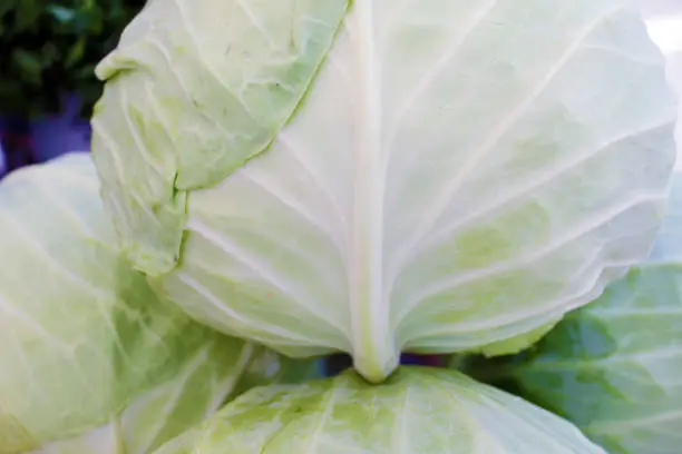 Cabbage or kale. Fresh organic vegetables pattern.