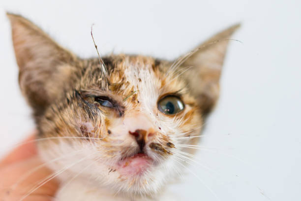 kitten with purulent conjunctivitis and nasal discharge