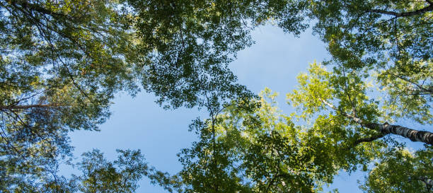 istock crowns of birches with green leaves going up 1172178933