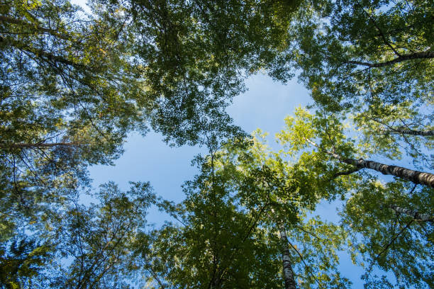 istock crowns of birches with green leaves going up 1172179198