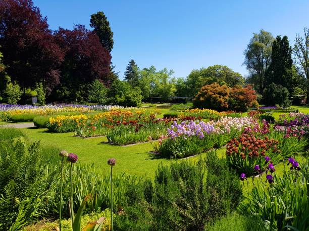 istock Belvoir Park with Iris flowers 1172179214