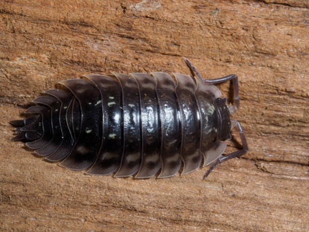 istock Woodlice, Oniscus asellus 1172180775
