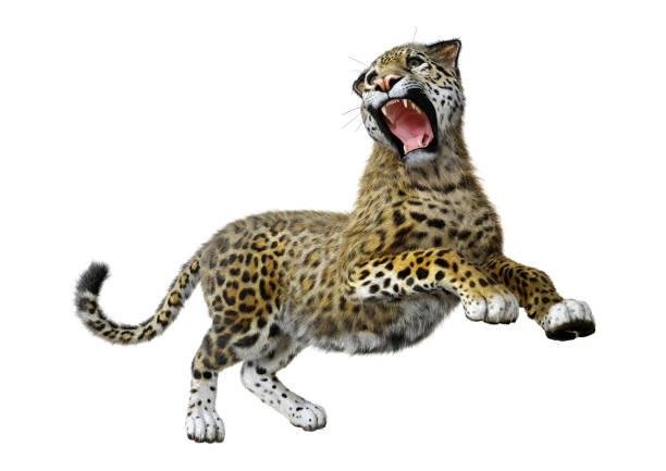 istock 3D illustration big cat jaguar on white 1172181177