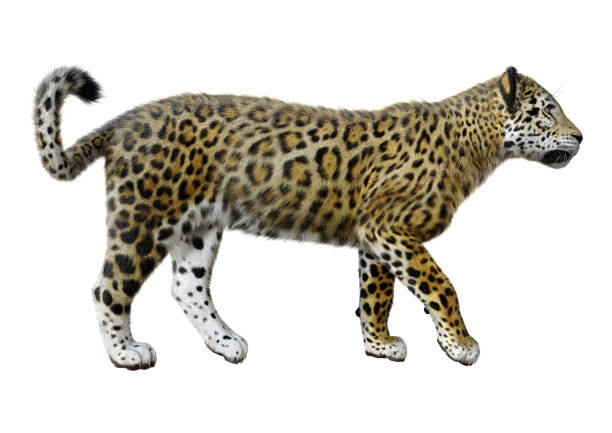 istock 3D illustration big cat jaguar on white 1172181196