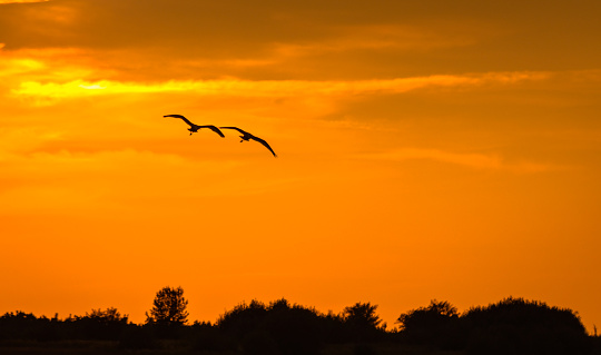 Heron flight at sunset