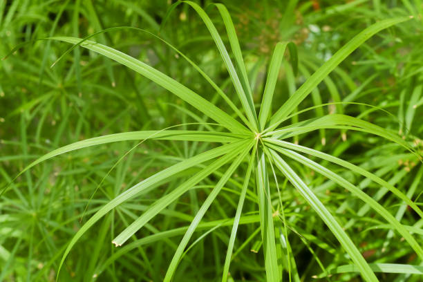 istock Giant troipcal leaf in Rain forest style environment 1172183152