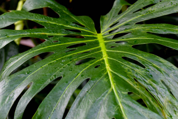 istock Giant troipcal leaf in Rain forest style environment 1172183155
