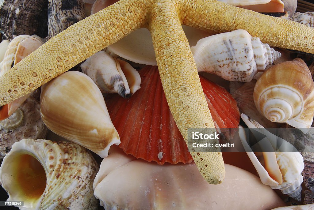 Seashells A pile of seashells and a starfish. Animal Shell Stock Photo