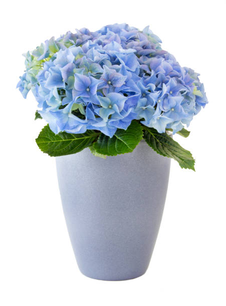 白い背景に対するアジサイ - temperate flower hydrangea plant flower ストックフォトと画像