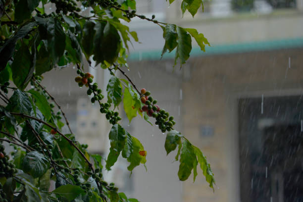 istock coffee plant in the rain 1172188206