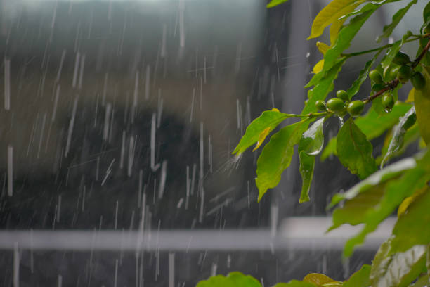 istock coffee plant in the rain 1172188238