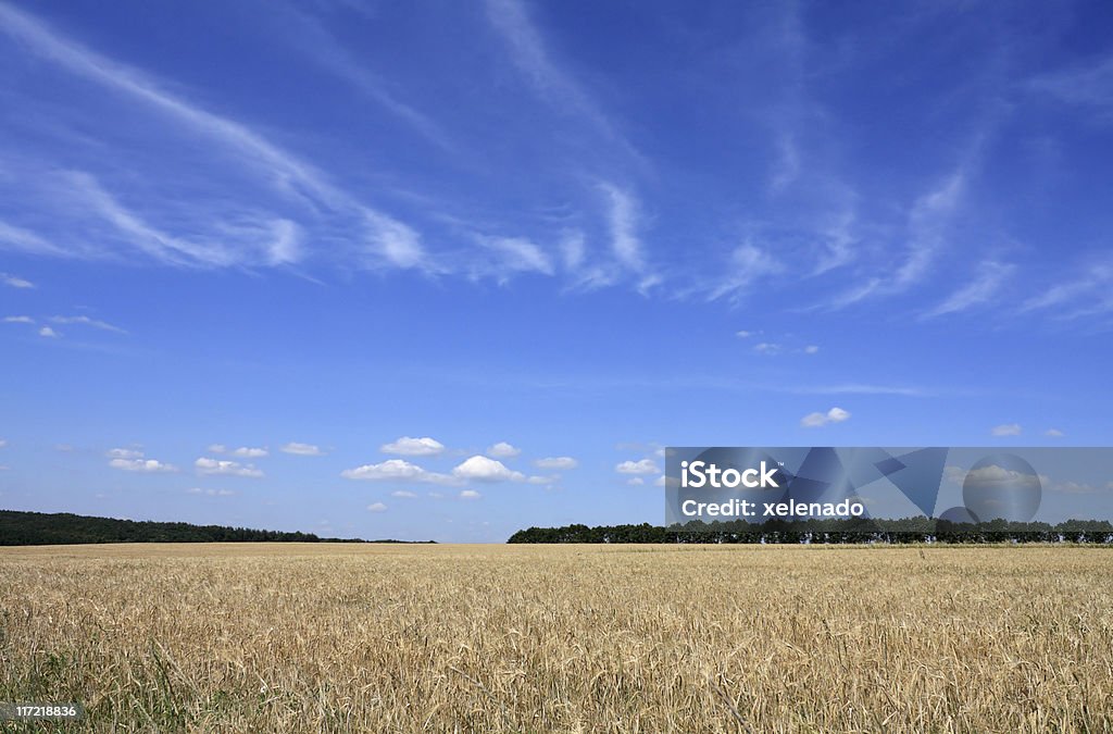Campo de cevada. - Royalty-free Agricultura Foto de stock