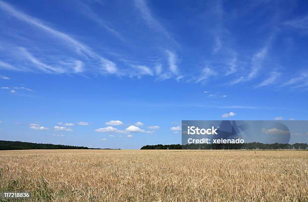 Campo De Cevada - Fotografias de stock e mais imagens de Agricultura - Agricultura, Ao Ar Livre, Azul