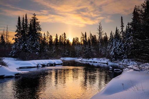 Morning light on a creek with deep snow and tall trees