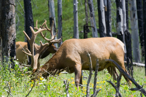 Elks grazing in a forest - Cervus canadensis in the canadian rockies - adobe RGB