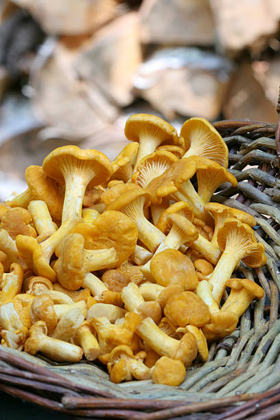 cesto de cogumelos - chanterelle golden chanterelle edible mushroom mushroom imagens e fotografias de stock