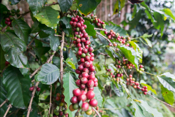istock THAILAND PHITSANULOK COFFEE PLANTATION 1172193384