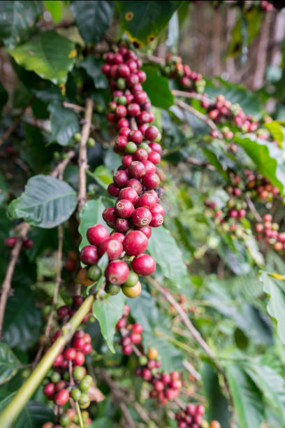 istock THAILAND PHITSANULOK COFFEE PLANTATION 1172193408