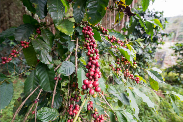 istock THAILAND PHITSANULOK COFFEE PLANTATION 1172193409