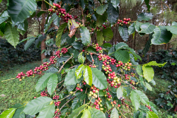 istock THAILAND PHITSANULOK COFFEE PLANTATION 1172193419