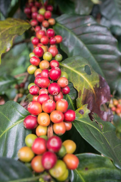 istock THAILAND PHITSANULOK COFFEE PLANTATION 1172193437