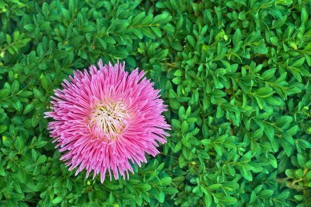 Beautiful single isolated Pink flower asters. Abstract background. Space in background for copy, text, your words.