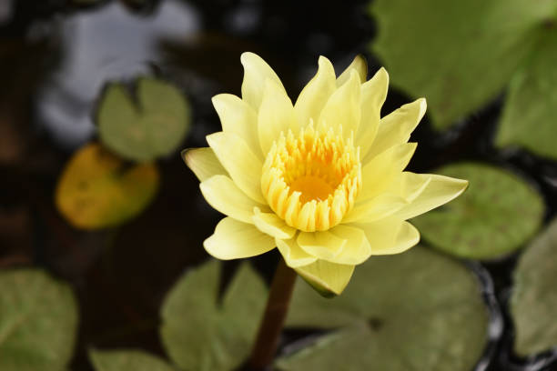 istock Yellow lotus blossom 1172194428