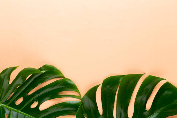 istock Tropical Jungle Leaf, Monstera, resting on flat surface, on peach background. 1172195802