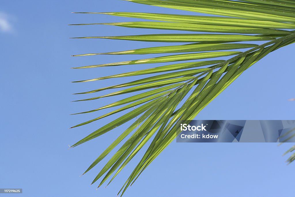Palma su Blue Sky - Foto stock royalty-free di Ambientazione esterna