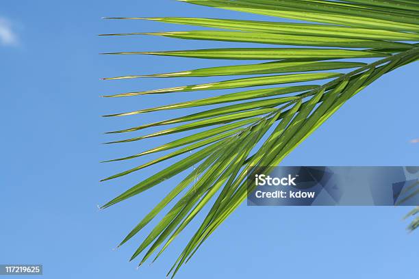 Palma Su Blue Sky - Fotografie stock e altre immagini di Ambientazione esterna - Ambientazione esterna, Ambientazione tranquilla, Blu