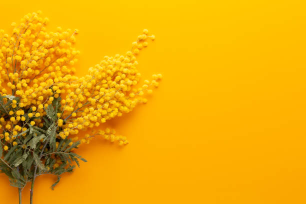 istock Yellow flower pattern on a yellow background.  Spring greeting card. 1172196581